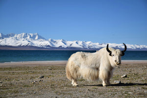 Yak Leather: SUPERLEATHER! The Buttery Soft Upgrade Your Shoes Need